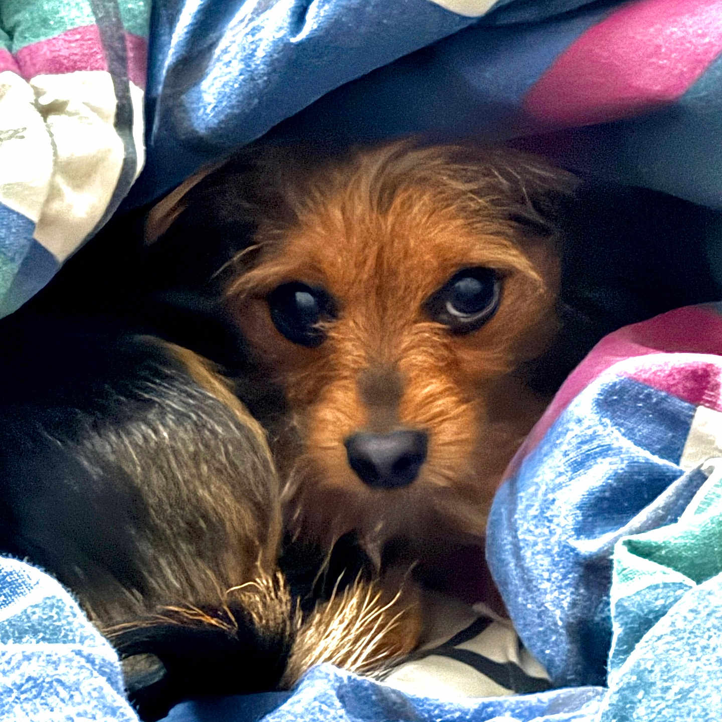 Yoongi joined the competition — help win amazing prizes! animal, black, blanket, brown, colorful, cozy, curious, cute, dog, eyes, face, fur, fur_texture, indoors, pet, resting, small_dog, snout, soft, warm