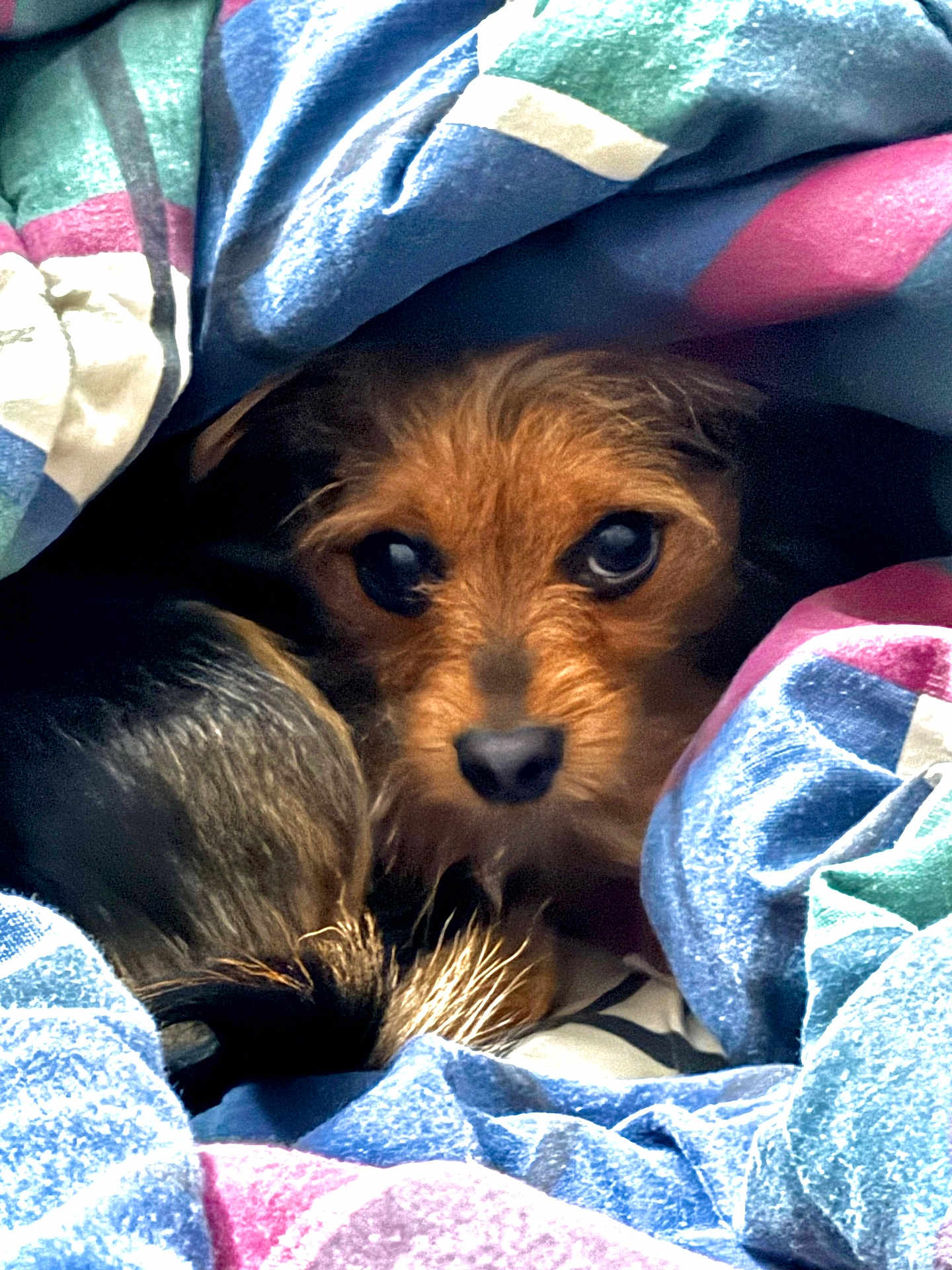 Yoongi joined the competition — help win amazing prizes! dog, blanket, fur, pet, cozy, indoors, face, animal, cute, small_dog, brown, black, snout, eyes, fur_texture, resting, curious, warm, colorful, soft