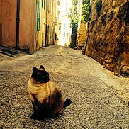 Matchou participe au concours pour gagner de l'argent avec cette photo :