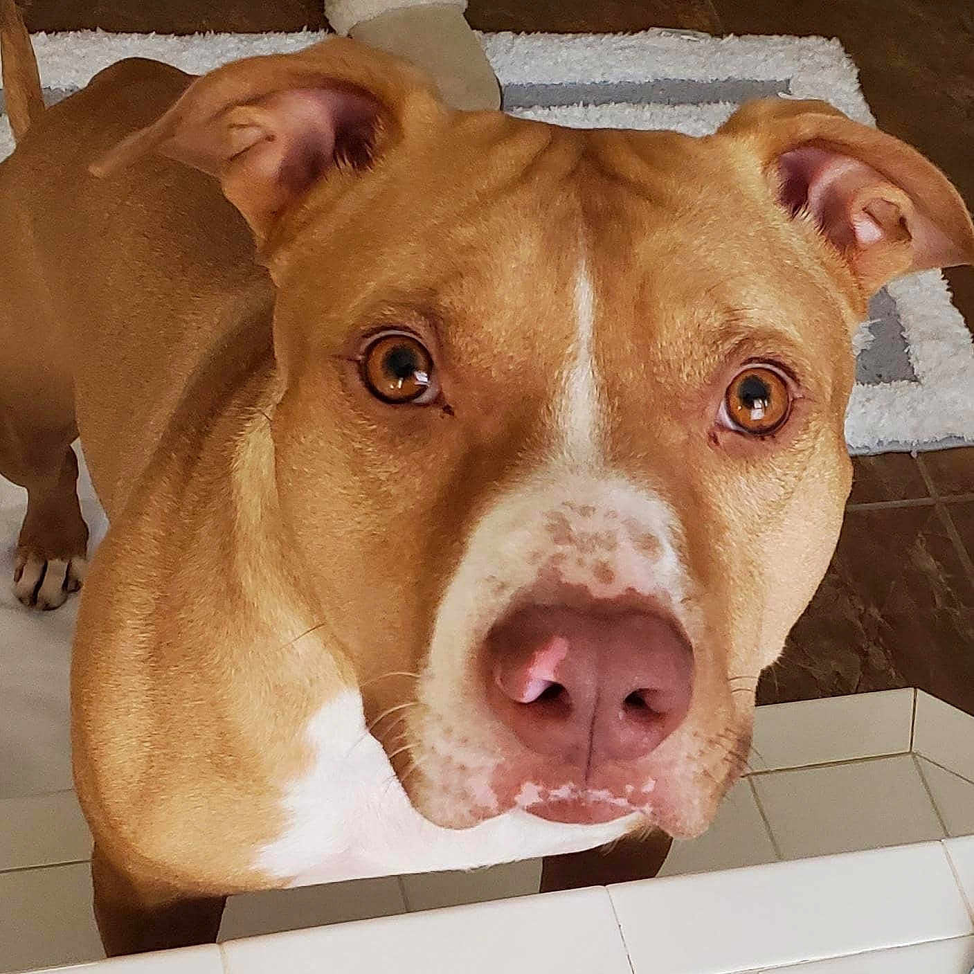 Tyson is registered to the contest to win money with this photo: canidae, carnivore, companion_dog, dog, dog_breed, ear, eye, fawn, jaw, liver, no_expression, non_sporting_group, pet_supply, snout, sporting_group, terrestrial_animal, whiskers, working_animal