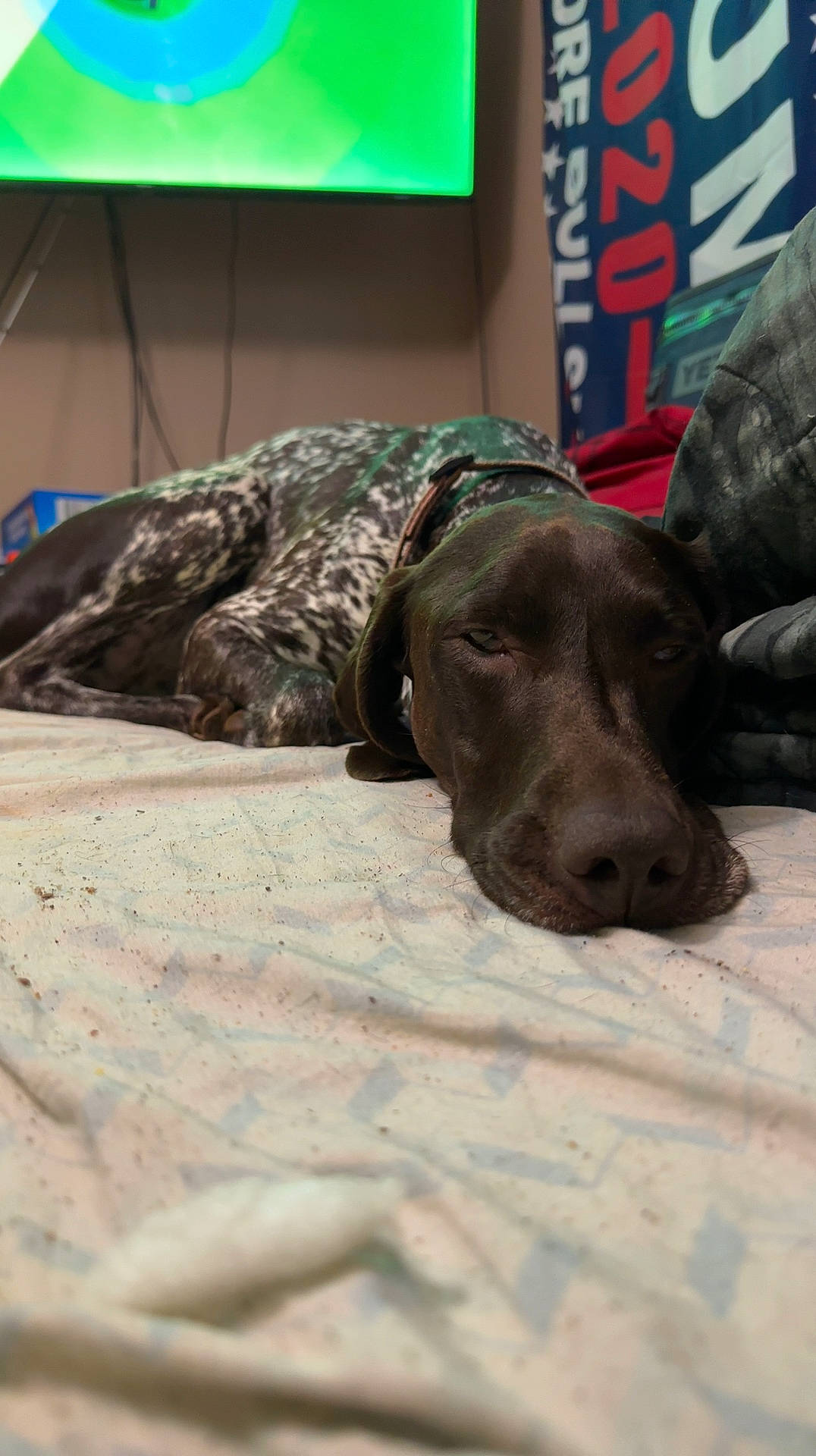 Audrey is registered to the contest to win money with this photo: braque_francais, canidae, carnivore, collar, comfort, companion_dog, dog, dog_breed, fawn, fur, gun_dog, liver, pet_supply, pointer, pointing_breed, retriever, sporting_group, terrestrial_animal, whiskers, working_animal