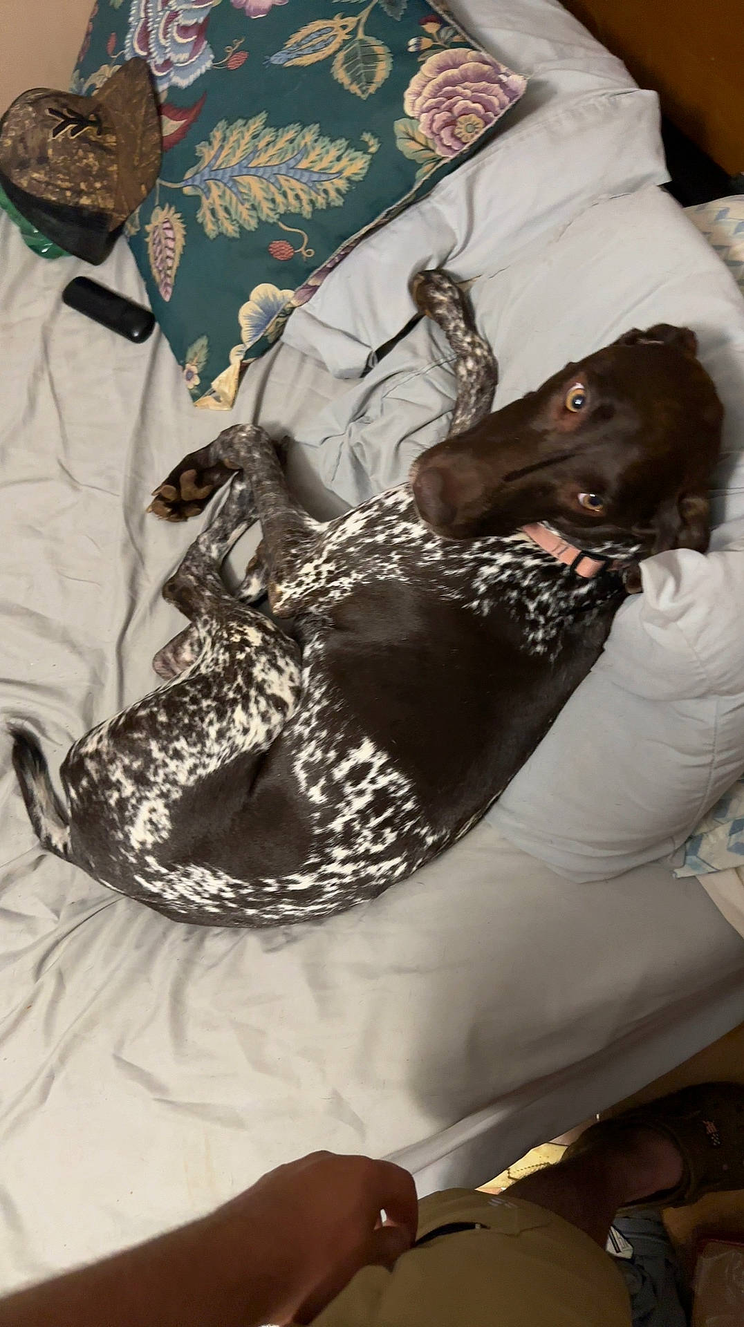 Audrey is registered to the contest to win money with this photo: bed, bedding, canidae, carnivore, comfort, companion_dog, dog, dog_breed, dog_supply, felidae, fur, grey, guard_dog, linens, pattern, sleeve, small_to_medium_sized_cats, sporting_group, textile, working_animal