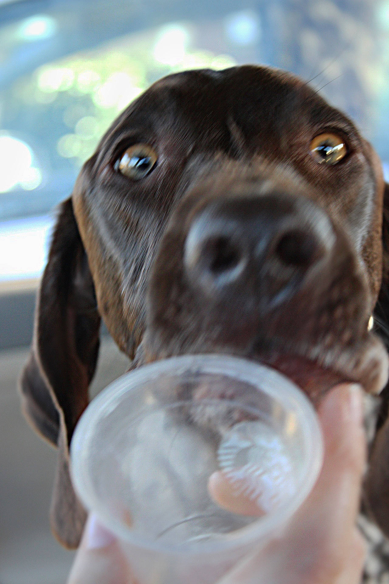 Audrey joined the competition — help win amazing prizes! carnivore, companion_dog, dog, dog_breed, food, fur, guard_dog, gun_dog, hunting_dog, ingredient, kitchen_utensil, liver, pet_supply, pointing_breed, recipe, snout, sporting_group, tableware, whiskers, working_animal