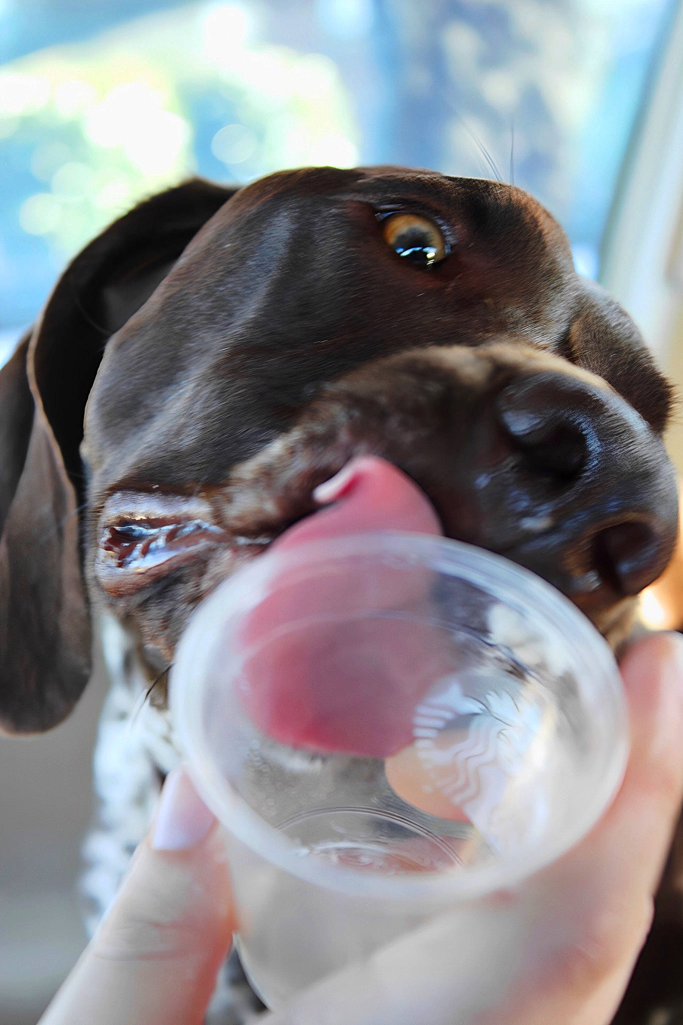 Audrey joined the competition — help win amazing prizes! canidae, carnivore, collar, companion_dog, dog, dog_breed, dog_collar, drinking, fawn, fluid, glass, liquid, liver, mammal, snout, sporting_group, vertebrate, water, whiskers, working_animal