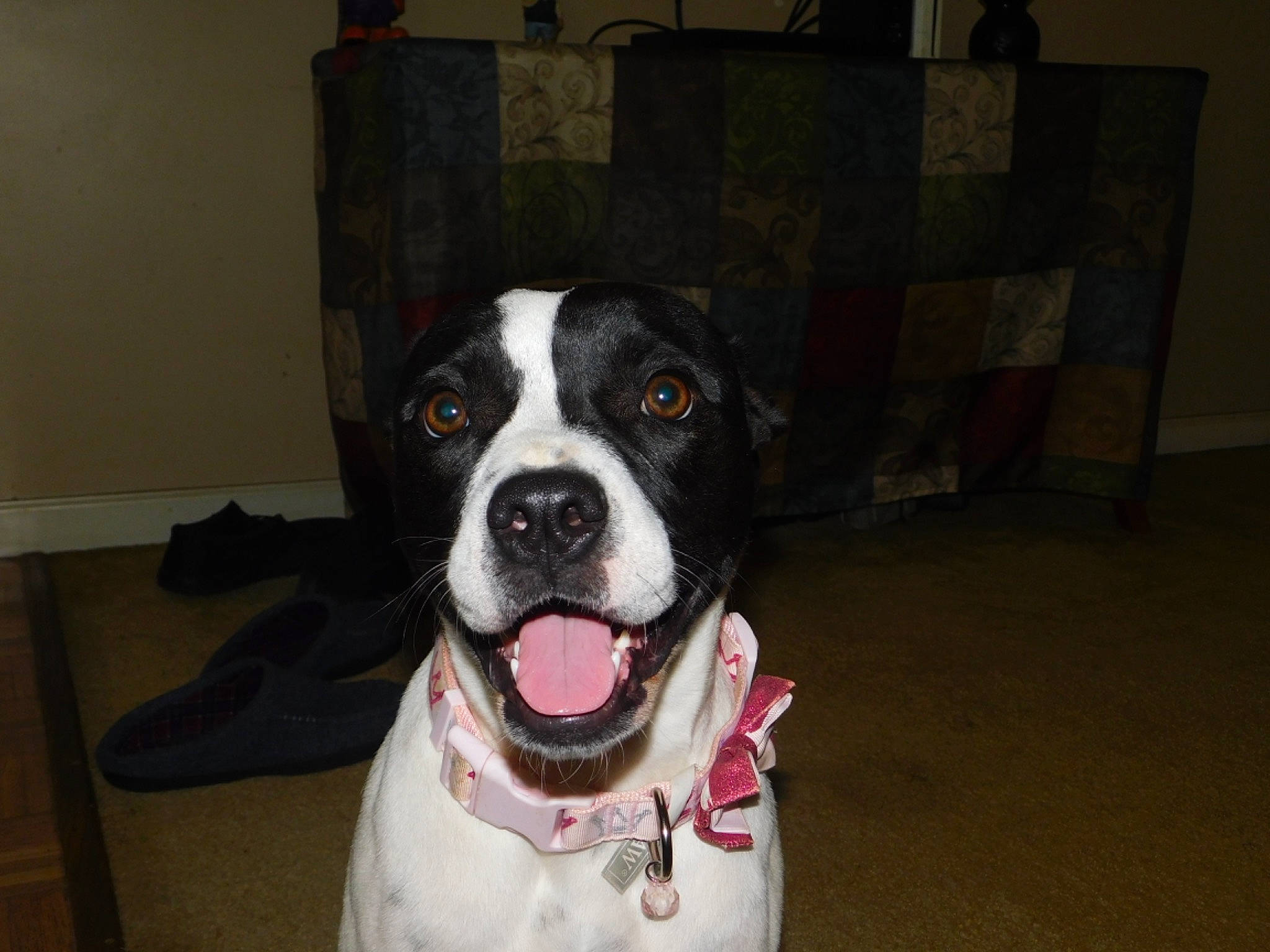 Lola Bug is registered to the contest to win money with this photo: ball, canidae, carnivore, collar, companion_dog, dog, dog_breed, dog_collar, dog_supply, door, fawn, flooring, fur, giant_dog_breed, leash, snout, sporting_group, whiskers, working_animal, working_dog