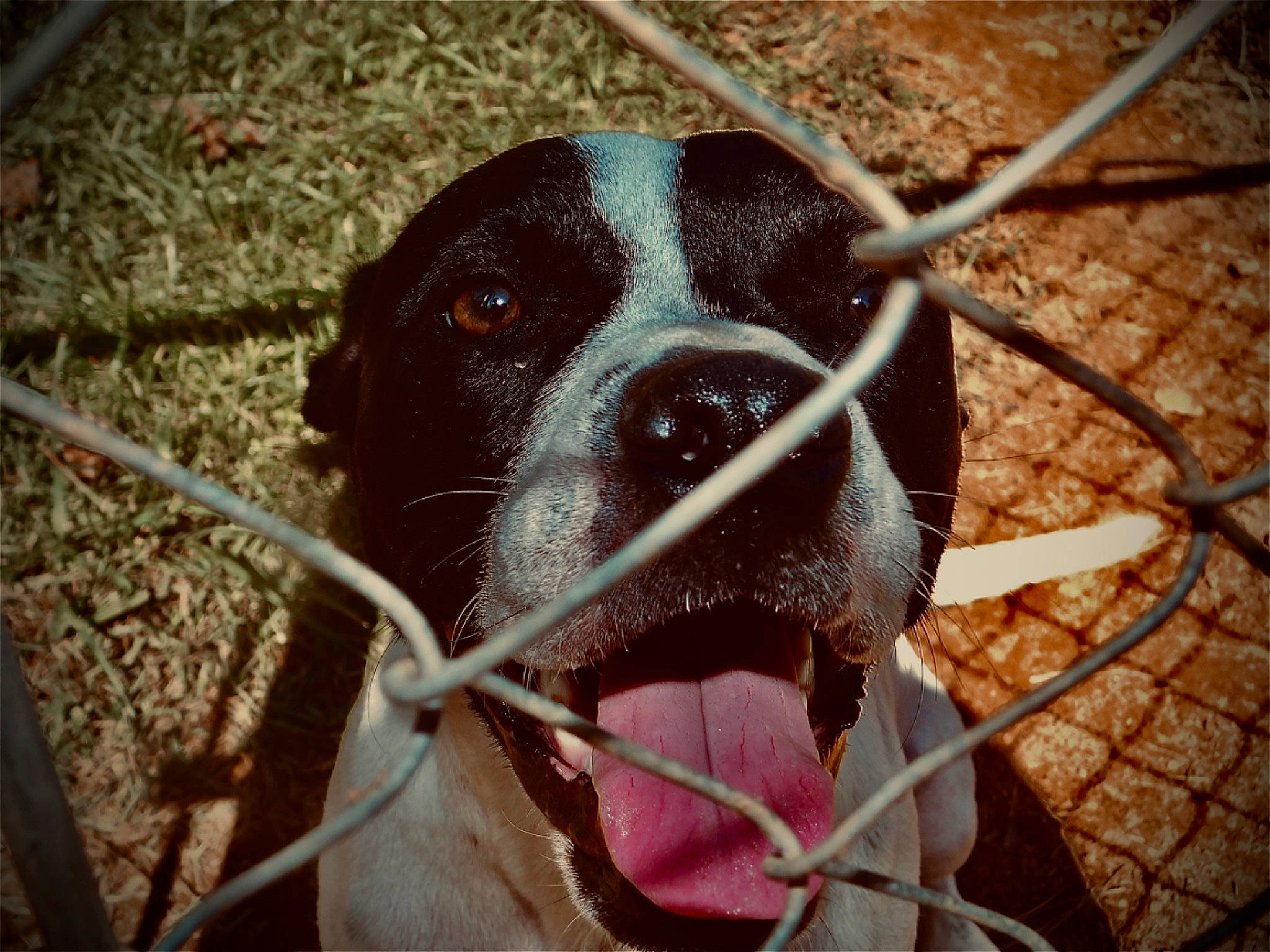 Lola Bug joined the competition — help win amazing prizes! animal_shelter, cage, carnivore, companion_dog, dog, dog_breed, dog_crate, dog_supply, fawn, fence, gun_dog, kennel, liver, mesh, pet_supply, snout, terrestrial_animal, whiskers, wire_fencing, working_animal