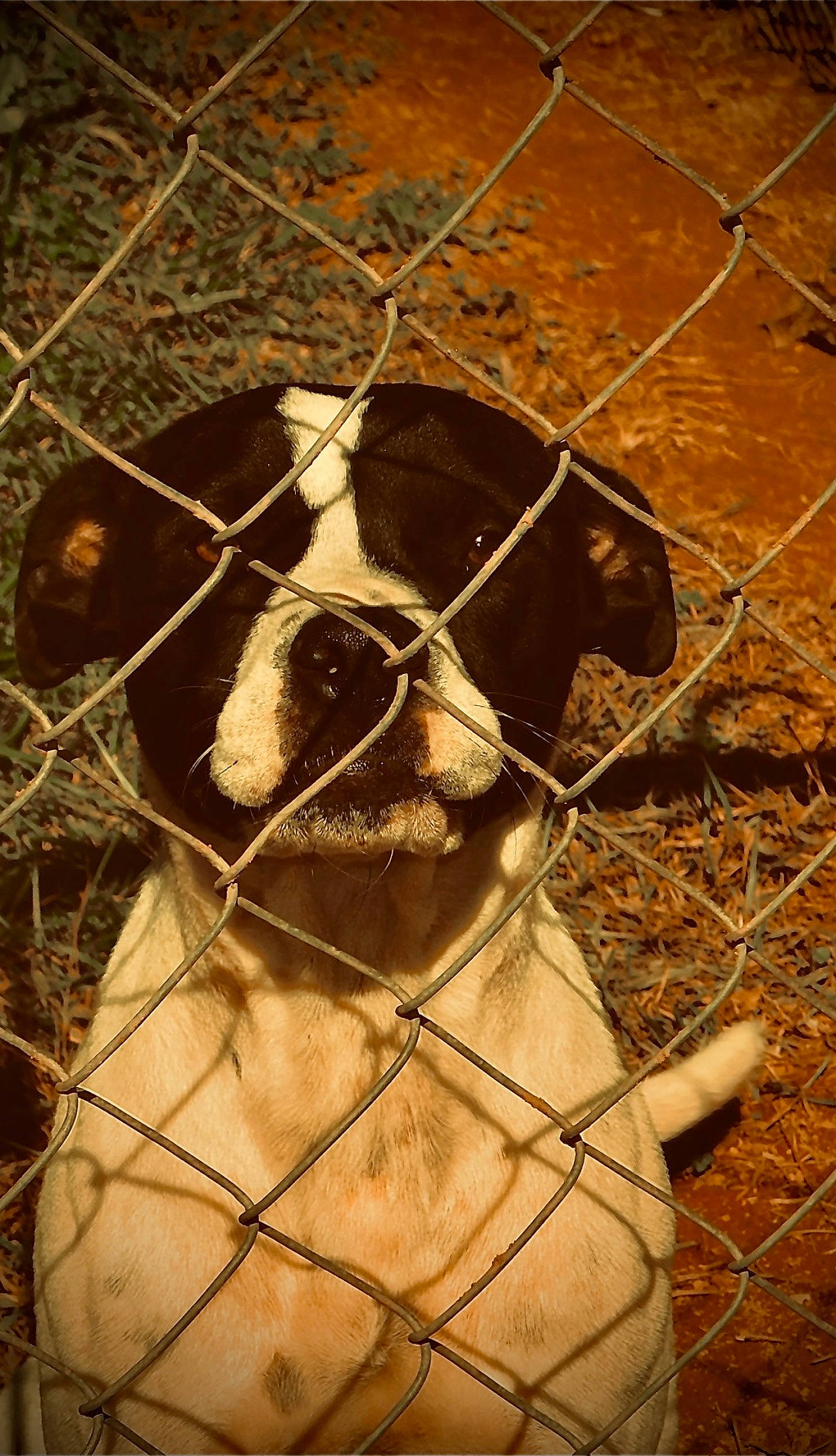 Lola Bug is registered to the contest to win money with this photo: chain_link_fencing, dog_breed, fawn, fence, fur, goat, goats, grass, grazing, landscape, livestock, mesh, pasture, sheep, snout, sporting_group, terrestrial_animal, whiskers, wire_fencing, working_animal