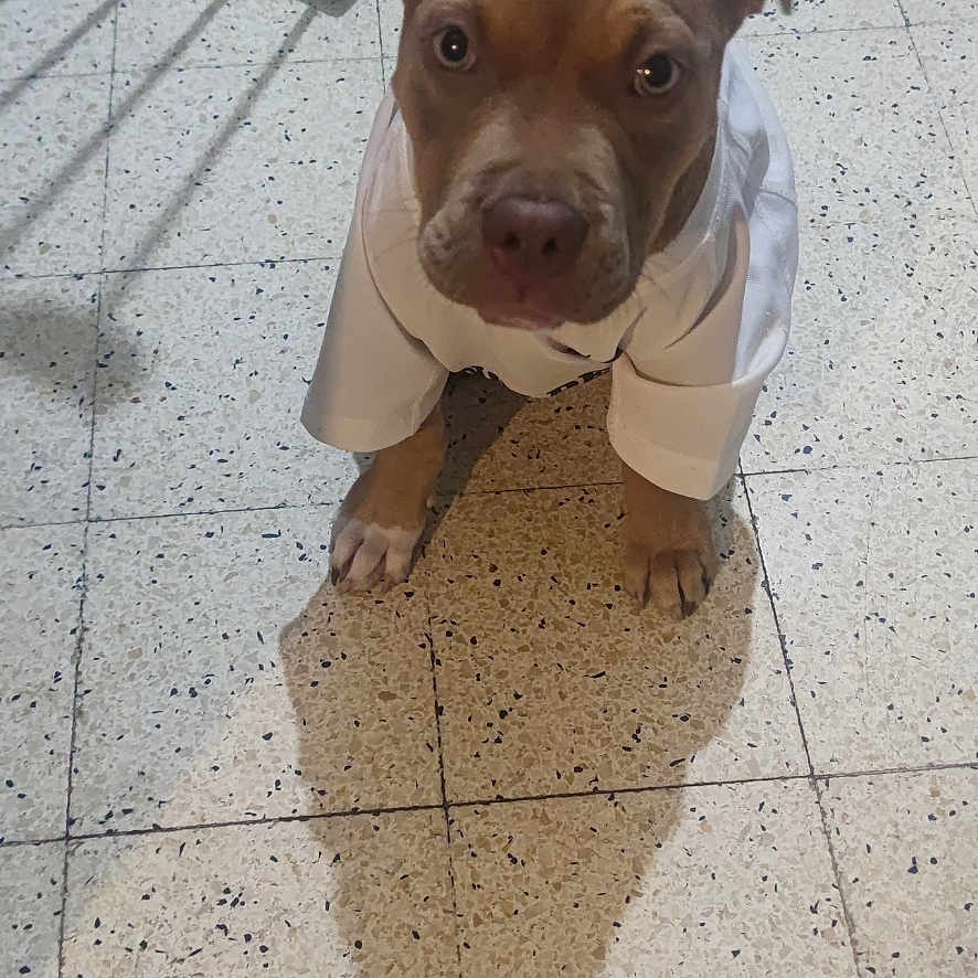Kamelou participe au concours pour gagner de l'argent avec cette photo : animal, clothing, cute, dog, domestic_animal, ears, eyes, floor, indoor, looking_up, mouth, nose, paws, pet, puppy, shadow, small_dog, tile_floor, white_shirt, young_dog