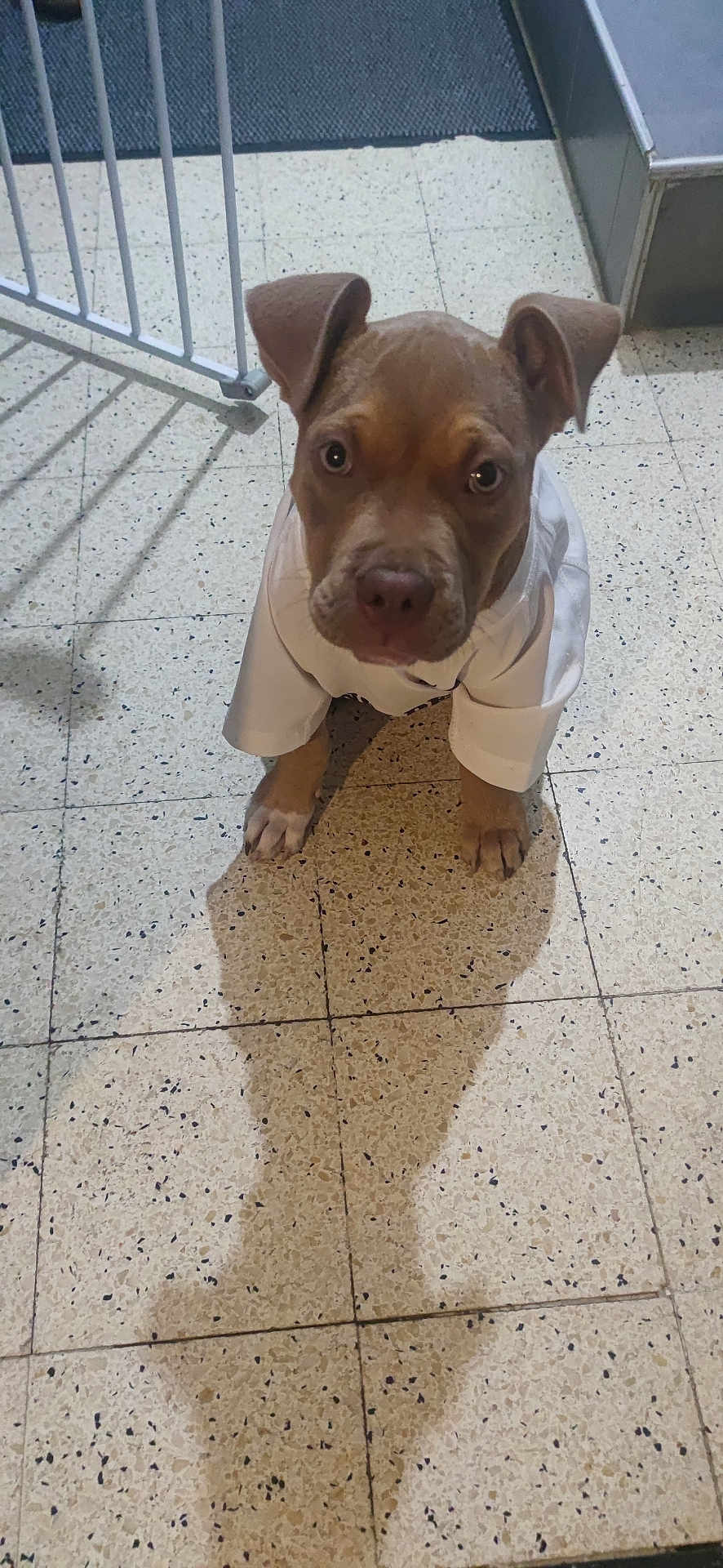Kamelou participe au concours pour gagner de l'argent avec cette photo : animal, clothing, cute, dog, domestic_animal, ears, eyes, floor, indoor, looking_up, mouth, nose, paws, pet, puppy, shadow, small_dog, tile_floor, white_shirt, young_dog
