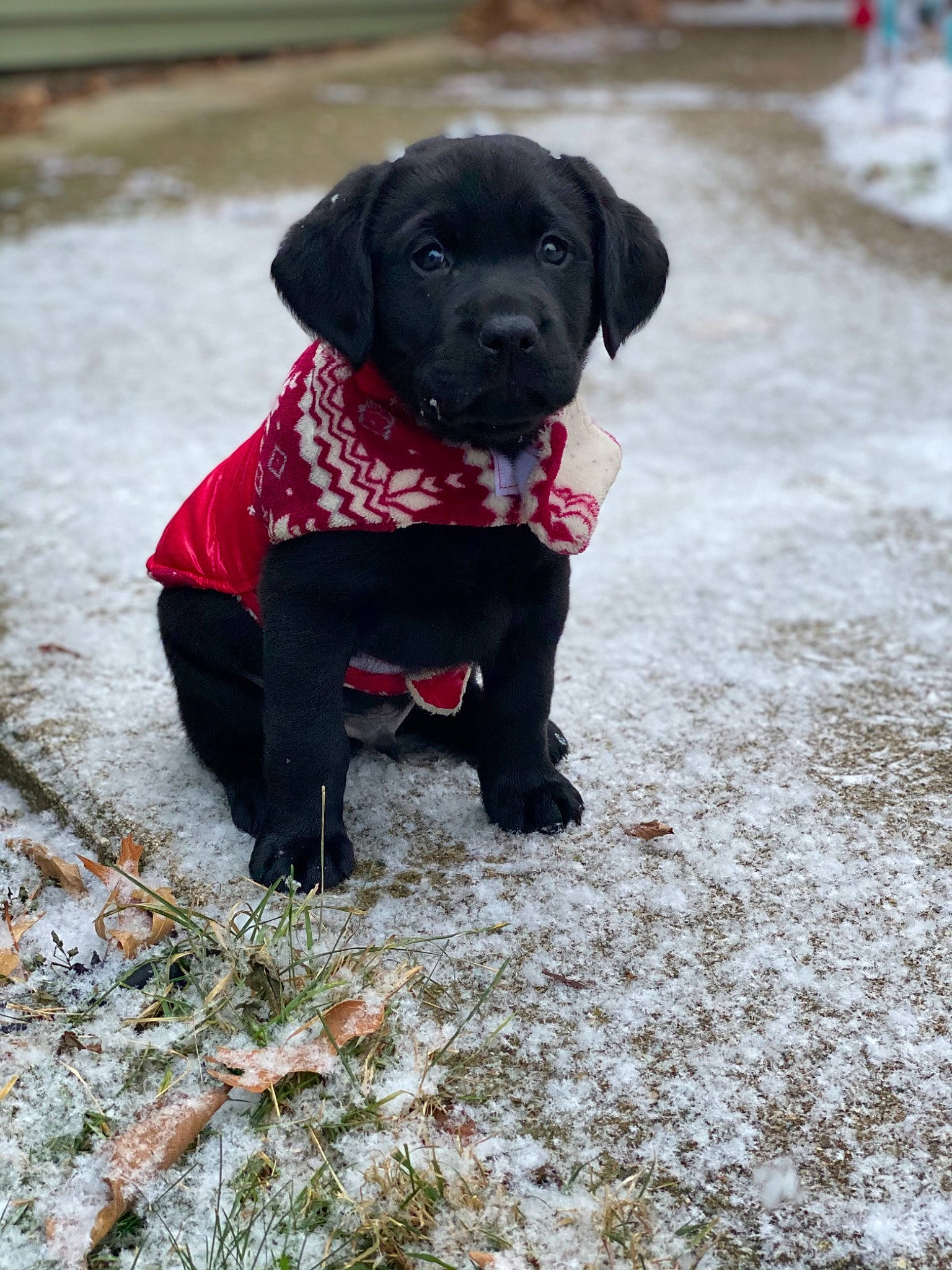 Bear Edwards is registered to the contest to win money with this photo: borador, canidae, carmine, carnivore, collar, companion_dog, dog, dog_breed, dog_collar, freezing, frost, gun_dog, hunting_dog, mammal, snout, snow, sporting_group, tongue, winter, working_animal