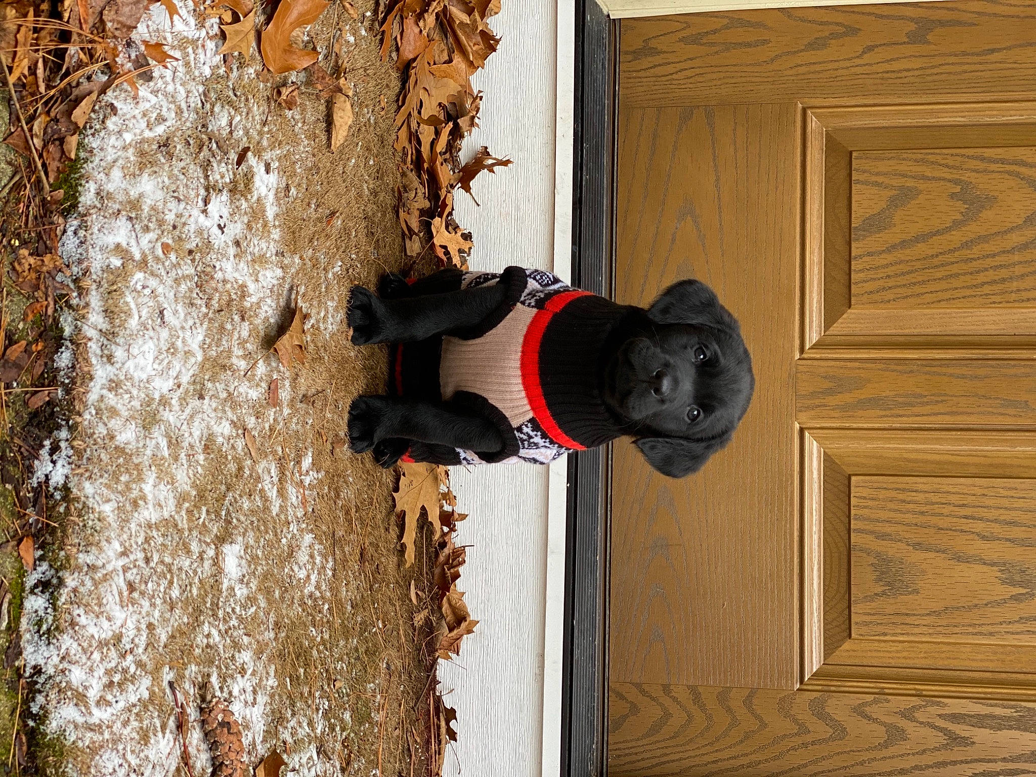 Bear Edwards joined the competition — help win amazing prizes! door, hardwood, home_door, plank, snow, trunk, varnish, walking_shoe, winter, wood, wood_stain