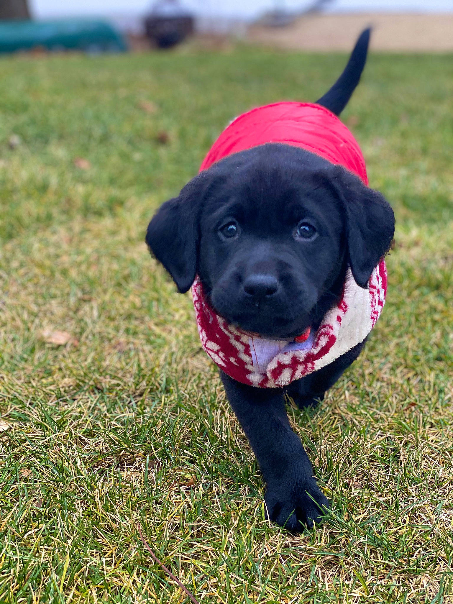 Bear Edwards is registered to the contest to win money with this photo: borador, canidae, carnivore, collar, companion_dog, coquelicot, dog, dog_breed, dog_collar, dog_supply, field, grass, grass_family, grassland, gun_dog, prairie, snout, sporting_group, tongue, working_animal