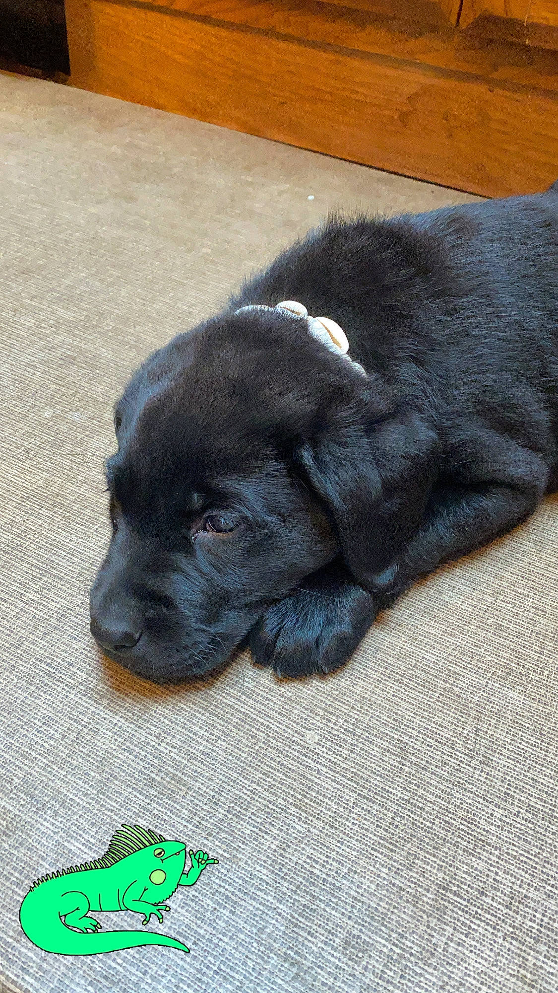 Bear Edwards is registered to the contest to win money with this photo: canidae, carnivore, comfort, companion_dog, dinosaur, dog, dog_breed, puppy, snout, sporting_group, terrestrial_animal, toy, vertebrate, working_animal, working_dog