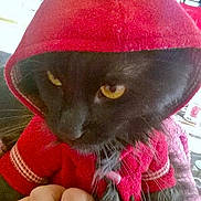 Gucci participe au concours pour gagner de l'argent avec cette photo :