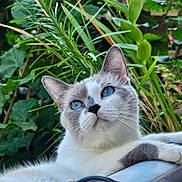 Oshi a rejoint le concours — aidez-le/la à gagner de superbes lots ! animal, blue_eyes, cat, close_up, curious, cute, daylight, domestic_cat, feline, flora, fur, greenery, nature, outdoor, pet, plants, portrait, relaxed, resting, whiskers