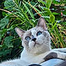 animal, blue_eyes, cat, close_up, curious, cute, daylight, domestic_cat, feline, flora, fur, greenery, nature, outdoor, pet, plants, portrait, relaxed, resting, whiskers