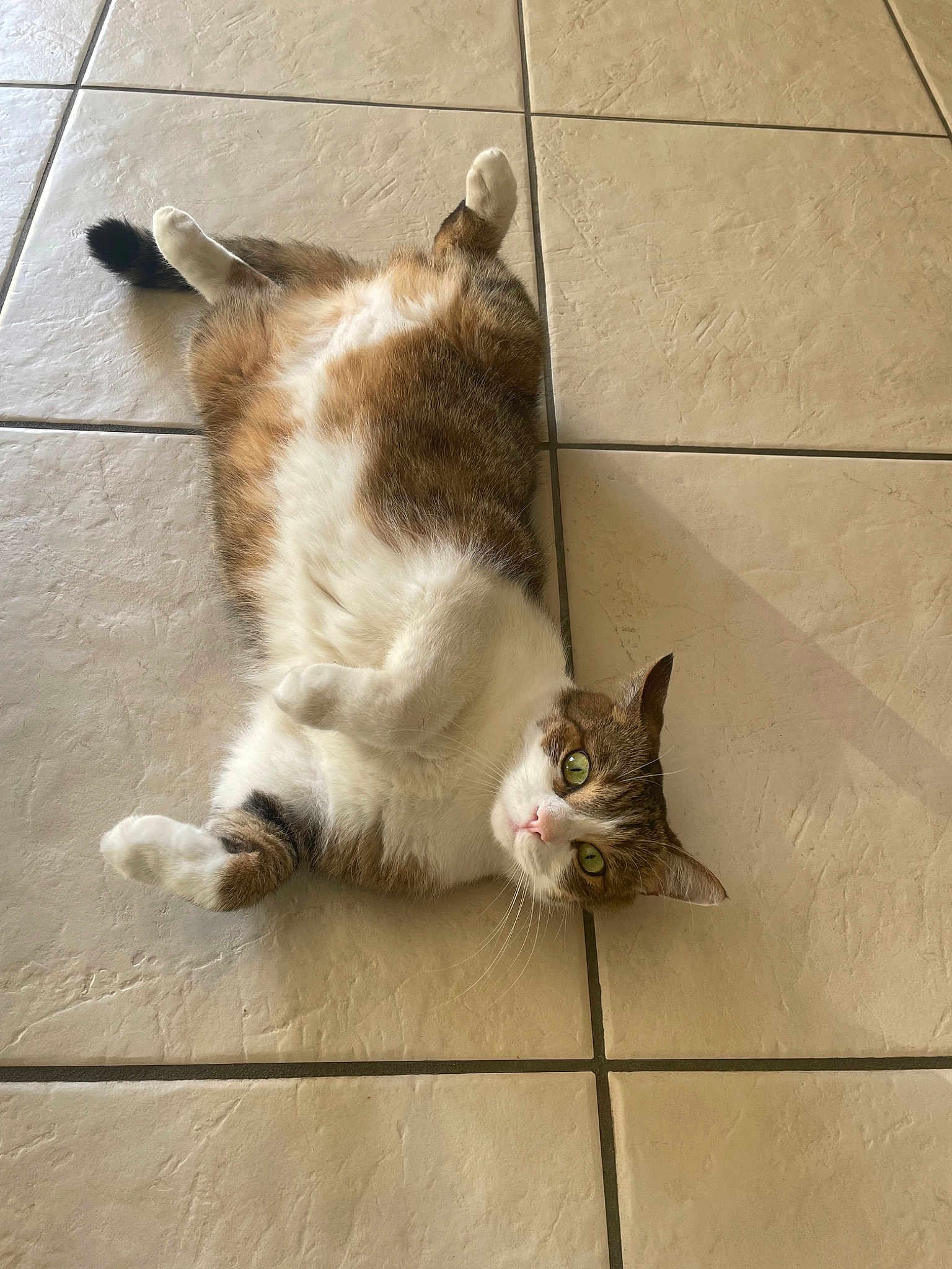 Loki