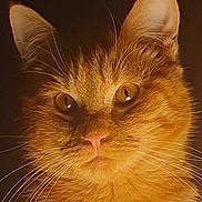 Dominique Maas a rejoint le concours — aidez-le/la à gagner de superbes lots ! cat, ginger_cat, close_up, portrait, animal, pet, whiskers, ears, fur, face, eyes, muzzle, domestic_cat, feline, cute, looking, indoor, soft_light, orange, alert