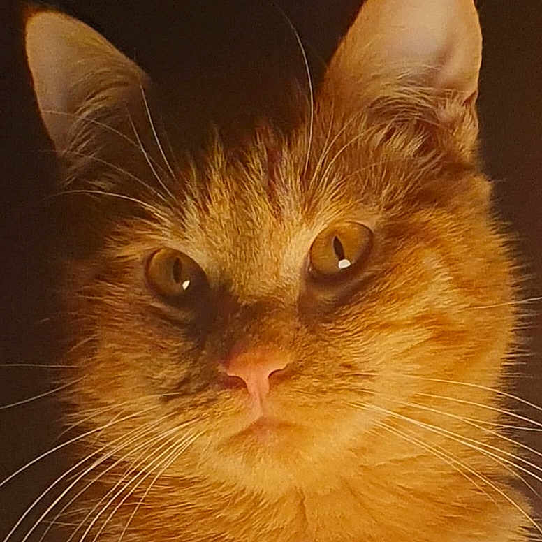 Dominique Maas a rejoint le concours — aidez-le/la à gagner de superbes lots ! alert, animal, cat, close_up, cute, domestic_cat, ears, eyes, face, feline, fur, ginger_cat, indoor, looking, muzzle, orange, pet, portrait, soft_light, whiskers