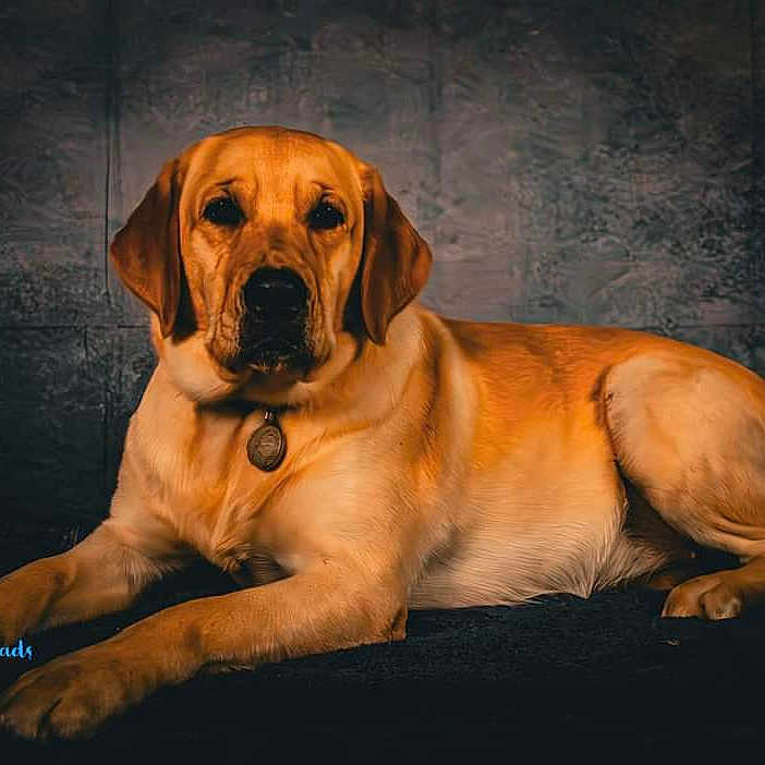 Jav is registered to the contest to win money with this photo: animal, beagle, boxer, bulldog, canine, cockerspaniel, dog, goldenretriever, greatdane, hound, labradorretriever, pet, pug, puppy, snout
