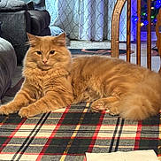 George joined the competition — help win amazing prizes! cat, orange_cat, fluffy, table, plaid_tablecloth, indoor, living_room, chair, carpet, curtains, furniture, pet, cute, relaxed, animal, domestic_cat, cozy, holiday_lights, wooden_chair, resting
