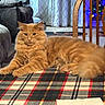 cat, orange_cat, fluffy, table, plaid_tablecloth, indoor, living_room, chair, carpet, curtains, furniture, pet, cute, relaxed, animal, domestic_cat, cozy, holiday_lights, wooden_chair, resting
