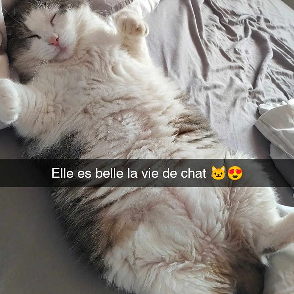 Praline