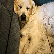 Harry participe au concours pour gagner de l'argent avec cette photo : animal, canine, closeup, companion, couch, cozy, cute, dog, domestic, floor, fur, furry, golden_retriever, indoor, mammal, pet, relaxed, resting, sleeping, tile