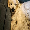 animal, canine, closeup, companion, couch, cozy, cute, dog, domestic, floor, fur, furry, golden_retriever, indoor, mammal, pet, relaxed, resting, sleeping, tile