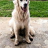 Harry participe au concours pour gagner de l'argent avec cette photo : animal, canine, companion, concrete, daylight, dog, friendly, fur, golden_retriever, grass, happy, muddy_paws, nature, outdoor, pet, playful, portrait, shrubbery, sitting, tongue_out