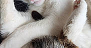 Kiwi participe au concours pour gagner de l'argent avec cette photo : adorable, animal, cat, closeup, cozy, cute, feline, fur, indoor, napping, paw, peaceful, pet, relaxed, resting, sleeping, tabby, tail, whiskers, white_fur