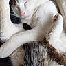 adorable, animal, cat, closeup, cozy, cute, feline, fur, indoor, napping, paw, peaceful, pet, relaxed, resting, sleeping, tabby, tail, whiskers, white_fur