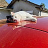 animal, black_spots, blue_sky, car_roof, cat, daytime, feline, house, lazy, mammal, outdoor, peaceful, pet, quiet, red_car, reflection, relaxing, roof, sunlight, white_cat