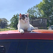 Kiwi a rejoint le concours — aidez-le/la à gagner de superbes lots ! animal, blue_sky, car, cat, daytime, glass, nature, outdoor, person, pet, photography, reflection, relaxed, roof, shadow, smartphone, sunny, trampoline, tree, vehicle