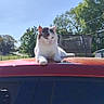 animal, blue_sky, car, cat, daytime, glass, nature, outdoor, person, pet, photography, reflection, relaxed, roof, shadow, smartphone, sunny, trampoline, tree, vehicle