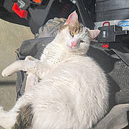 Kiwi participe au concours pour gagner de l'argent avec cette photo : cat, white_cat, tabby_cat, pet, animal, sunlight, outdoor, cushion, vehicle, polaris, tire, relaxed, feline, fur, seat, resting, closeup, daylight, whiskers, pink_nose