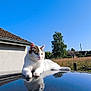 Kiwi a rejoint le concours — aidez-le/la à gagner de superbes lots ! cat, reflection, outdoor, blue_sky, sunlight, relaxed, animal, pet, nature, house, roof, tree, field, grass, daylight, clear_sky, feline, resting, domestic_animal, peaceful