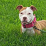 Buffy is registered to the contest to win money with this photo: dog, grass, outdoor, pet, collar, leash, canine, animal, playful, brown, white, ears, mouth, tongue, happy, nature, summer, field, cute, friendly