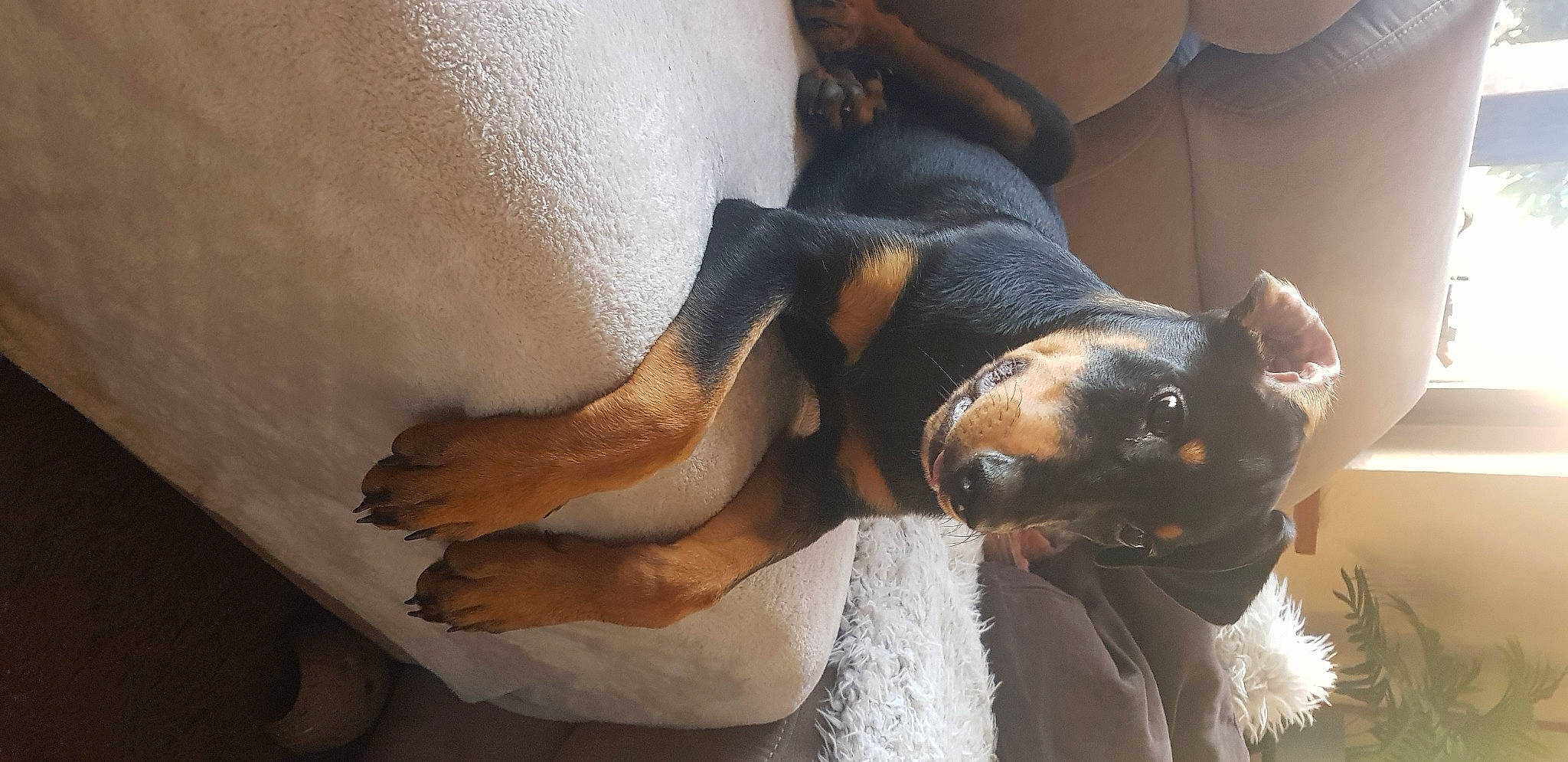 Apollon participe au concours pour gagner de l'argent avec cette photo : canidae, carnivore, collar, comfort, companion_dog, dog, dog_breed, ear, fawn, fur, guard_dog, hound, paw, pinscher, scent_hound, snout, sporting_group, terrestrial_animal, whiskers, working_animal