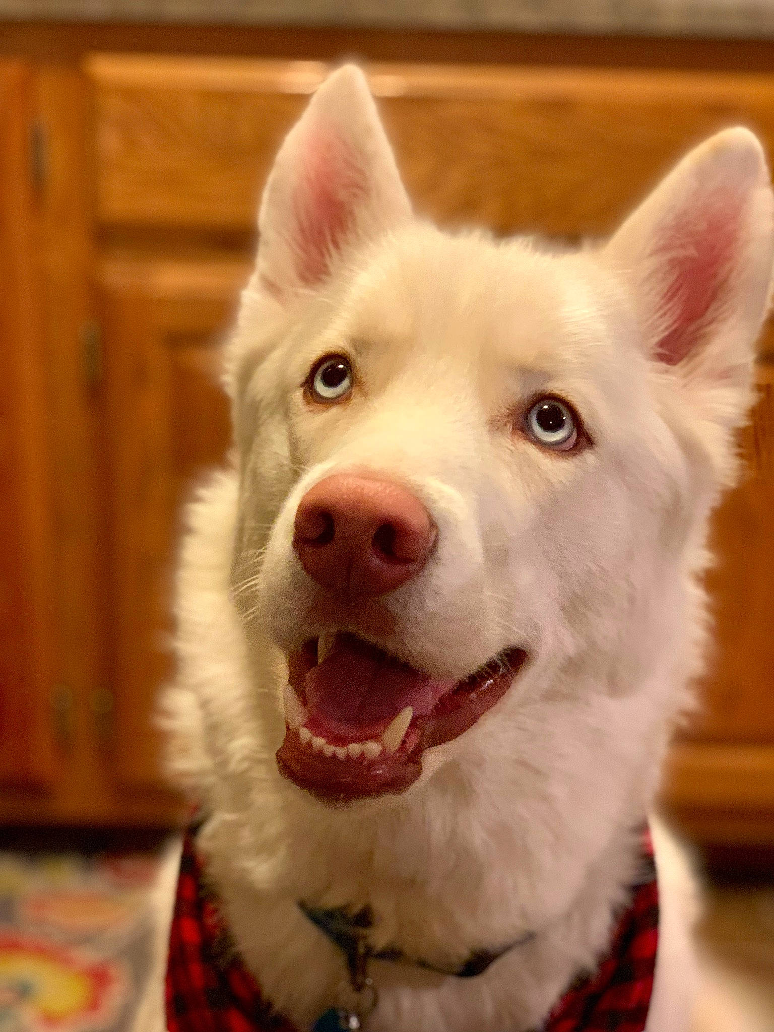 Capone is registered to the contest to win money with this photo: carnivore, collar, companion_dog, dog, dog_breed, dog_collar, ear, fang, fawn, fur, happy, hardwood, herding_dog, jaw, smile, snout, sporting_group, whiskers, wood_stain, working_animal