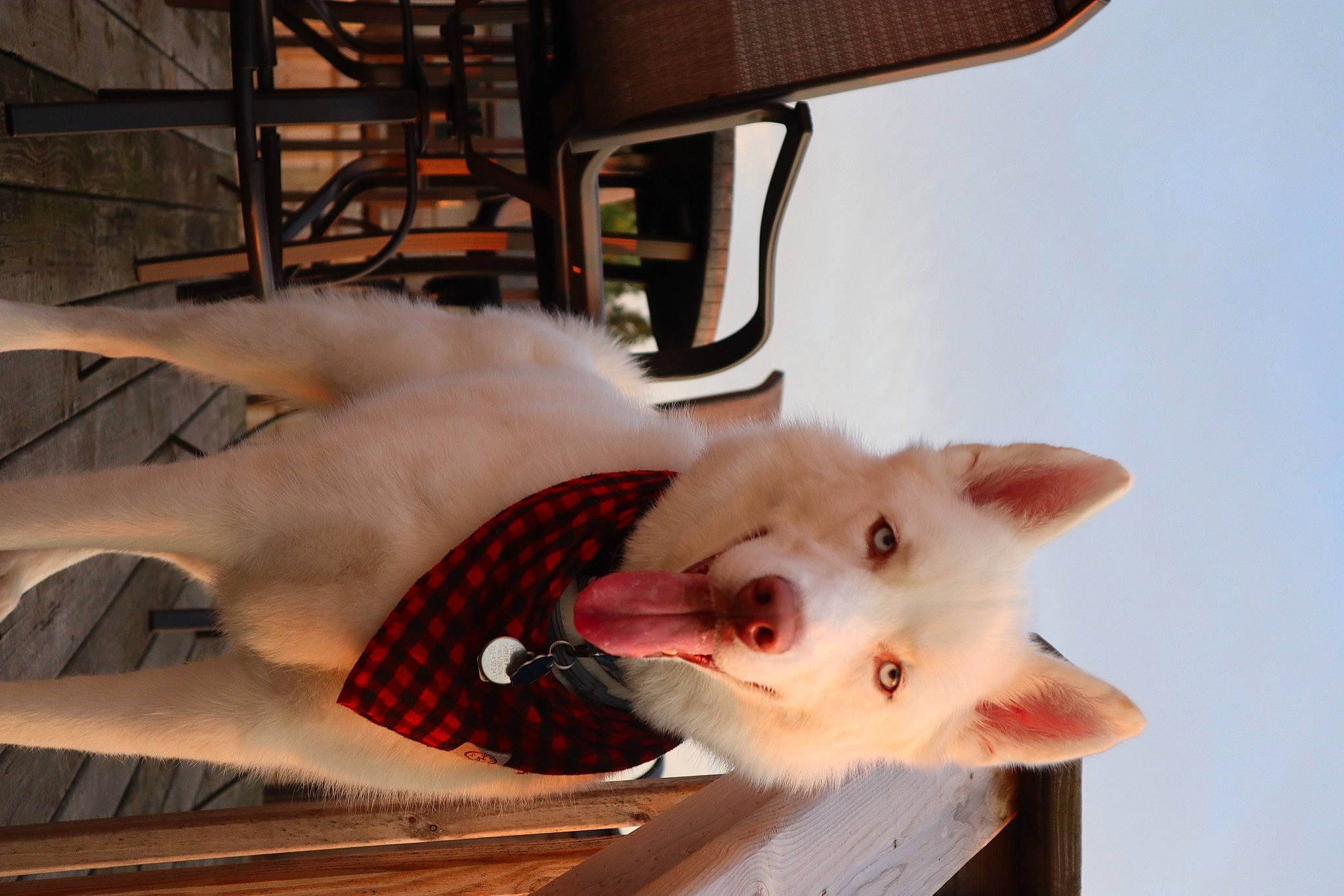 Capone is registered to the contest to win money with this photo: canidae, carnivore, companion_dog, dog, dog_breed, fang, fawn, felidae, fur, non_sporting_group, paw, small_to_medium_sized_cats, snout, tail, whiskers, wood