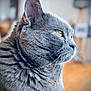 Nathy participe au concours pour gagner de l'argent avec cette photo : cat, gray_cat, close_up, portrait, indoor, whiskers, fur, yellow_eyes, pet, animal, feline, domestic_cat, side_view, cute, soft_texture, focused, looking_away, calm, household, blurred_background