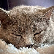 Nathy a rejoint le concours — aidez-le/la à gagner de superbes lots ! cat, sleeping, close_up, fluffy, fur, ears, blanket, cozy, resting, pet, domestic_animal, whiskers, relaxed, cute, animal, soft_texture, indoor, peaceful, face, muzzle