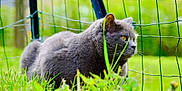 Nathy participe au concours pour gagner de l'argent avec cette photo : cat, gray_cat, animal, pet, grass, outdoor, fence, yellow_eyes, fur, nature, close_up, mammal, whiskers, relaxed, daylight, garden, greenery, side_view, curious, wildlife