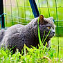 cat, gray_cat, animal, pet, grass, outdoor, fence, yellow_eyes, fur, nature, close_up, mammal, whiskers, relaxed, daylight, garden, greenery, side_view, curious, wildlife