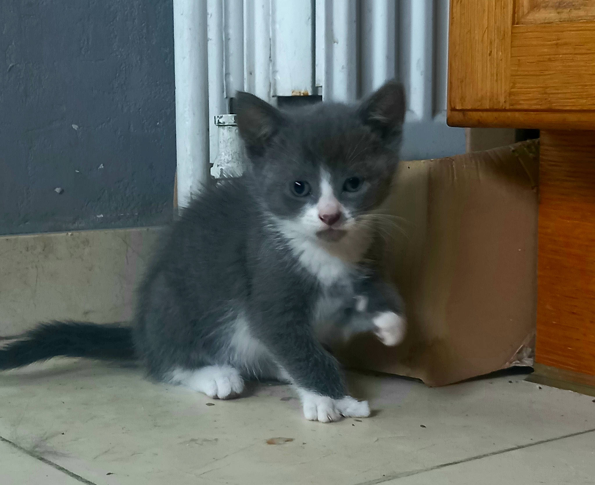 Moh a rejoint le concours — aidez-le/la à gagner de superbes lots ! animal_shelter, box, carnivore, cat, curtain, domestic_short_haired_cat, felidae, flooring, fur, grey, hardwood, paw, small_to_medium_sized_cats, tail, whiskers, window, wood, wood_stain