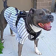 Bella joined the competition — help win amazing prizes! dog, pet, animal, outdoor, concrete, brick_wall, door, harness, jersey, tongue_out, happy, tail, walking_leash, paws, canine, smiling, sporty, playful, standing, daylight