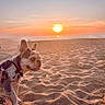 animal, beach, canine, dog, evening, french_bulldog, horizon, leash, nature, outdoor, pet, relaxing, sand, scenic, sea, sky, sun, sunset, sunset_glow, warm_light