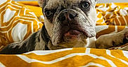 Alba a rejoint le concours — aidez-le/la à gagner de superbes lots ! animal, bed, blanket, cute, dog, domestic_animal, ears, face, french_bulldog, fur, indoor, looking, nose, pattern, pet, puppy, resting, white, yellow, young