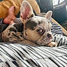 Alba participe au concours pour gagner de l'argent avec cette photo : animal, blanket, casual, closeup, couch, cozy, dog, domestic, ear, foot, home, indoor, light, pet, puppy, relaxed, resting, side_eye, speckled_coat, striped